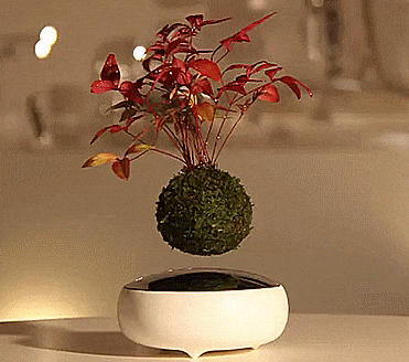 The Air Bonsai Is a Floating Bonsai Tree That Uses Magnets To