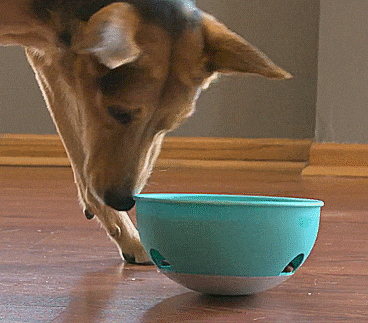 This Rocking Dog Bowl Food Puzzle Helps Slow Down Your Dogs Fast Eating
