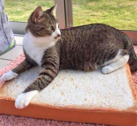 There Is A Cat Bed That Looks Like A Slice Of Bread