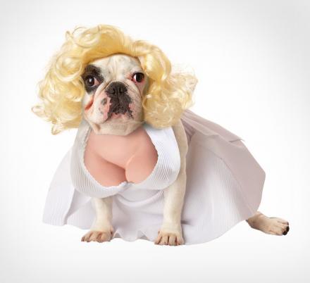 There S Now A Dog Costume That Turns Your Pooch Into Marilyn