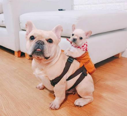 Backpack with store puppies on it