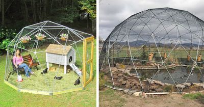 These Geodesic Domes Keep Your Chickens Safe With Plenty Of Room To Run Around These Geodesic Domes Keep Your Chickens Safe With Plenty Of Room To Run Around