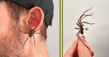 These Giant Spider Earrings will Make Your Halloween Outfit Unforgettable! These Giant Spider Earrings will Make Your Halloween Outfit Unforgettable!
