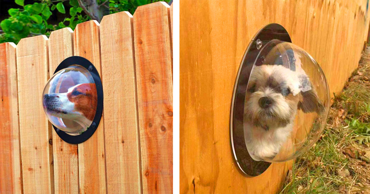 This Bubble Window For Your Fence Allows Your Dogs To Peek To The Other