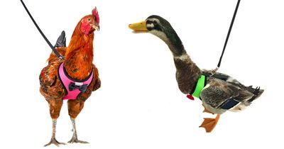 This Chicken Harness Lets You Take Your Farm Birds For a Walk