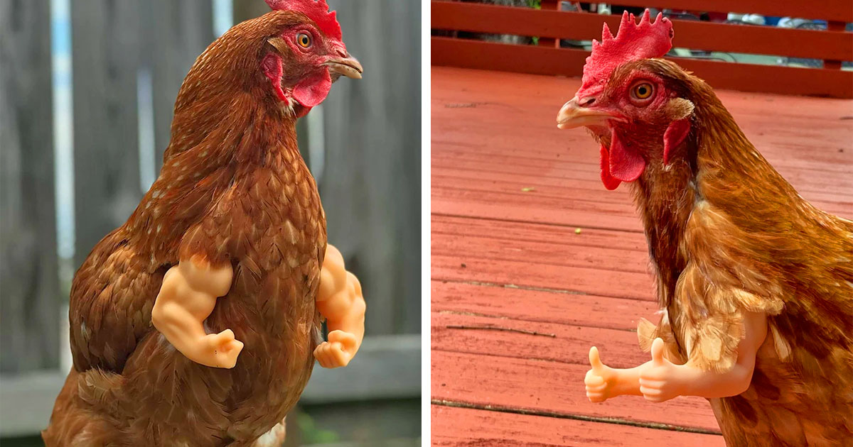 Chicken Arms: This Company Creates Hilarious Fake Arms For Your
