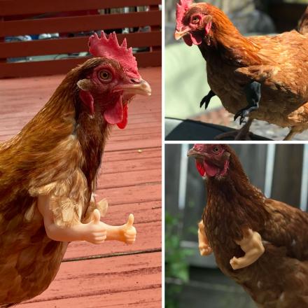 People are putting doll arms on chickens and it's hilarious