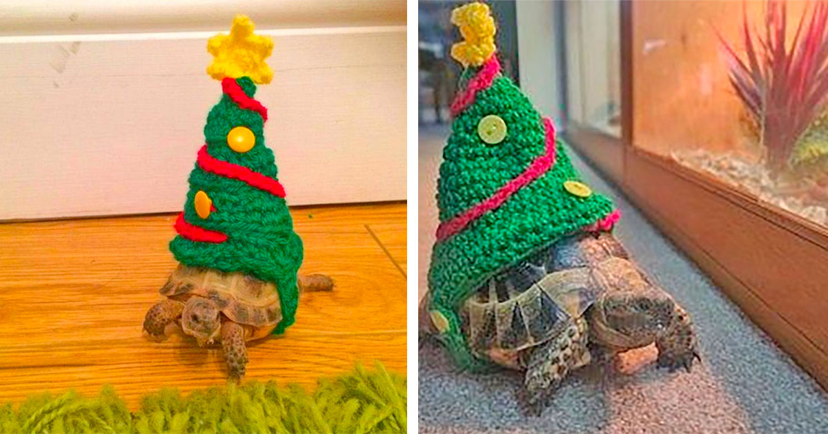 This Crochet Christmas Tree Turtle Costume Helps Your Turtle Celebrate ...
