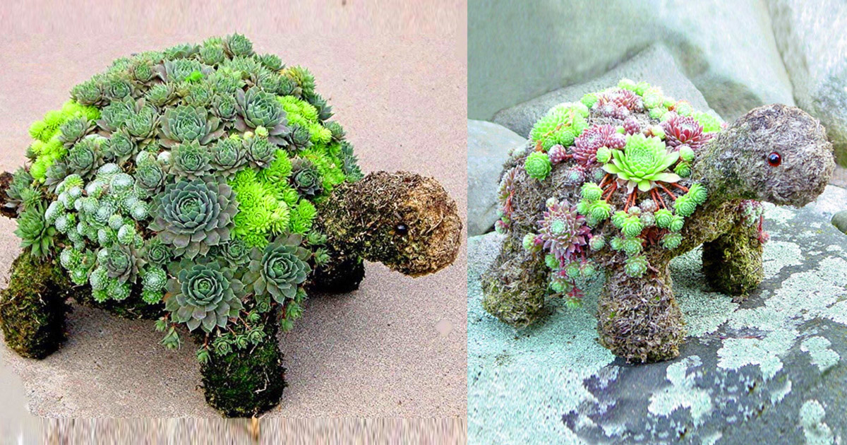 This DIY Kit Lets You Grow an Adorable Turtle Made From Succulent Plants
