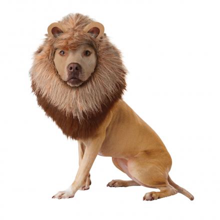 This Dog Lion Wig Turns Your Pooch Into a Ferocious Lion For Halloween