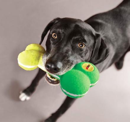 This Dog Toy Has an On/Off Switch For the Squeaker Inside