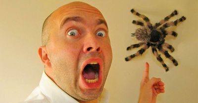 This Fake Tarantula Makes For The Perfect Prank Or Halloween Decor