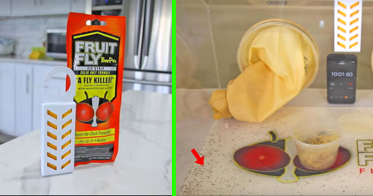 https://odditymall.com/includes/content/this-genius-fruit-fly-killer-eliminates-all-flies-and-bugs-within-the-area-in-seconds-og.jpg
