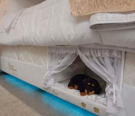 Queen bed with dog best sale bed attached