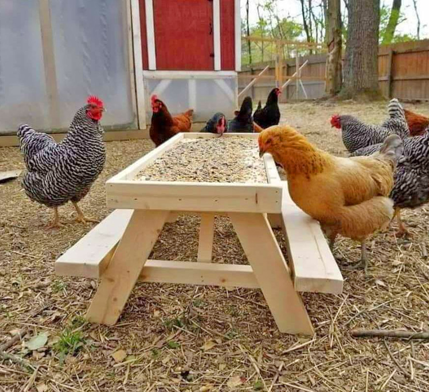 This Mini Picnic Table For Chickens Lets Your Fowl Feed 