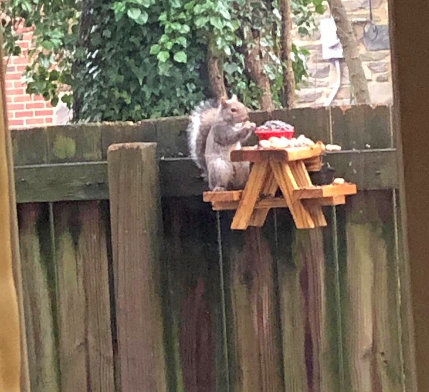 This Picnic Table Squirrel Feeder Lets Your Backyard ...