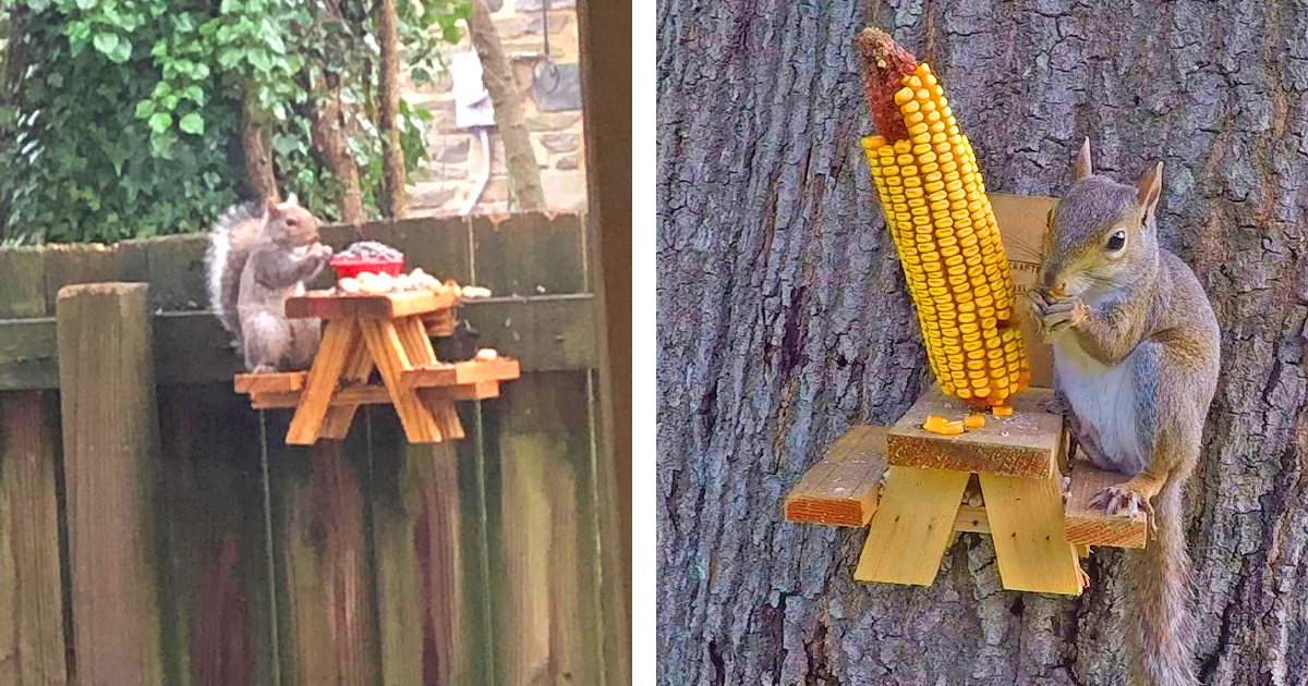 This Picnic Table Squirrel Feeder Lets Your Backyard 