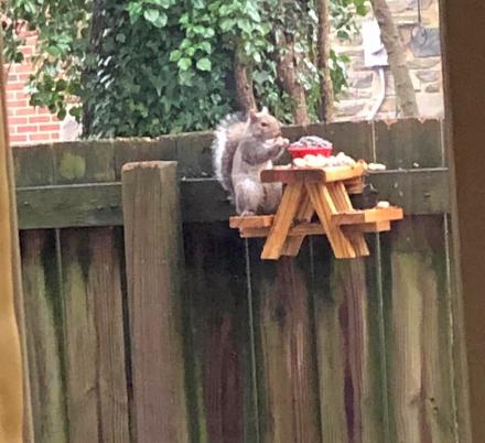 This Picnic Table Squirrel Feeder Lets Your Backyard Squirrels Sit Down To Eat Their Meals