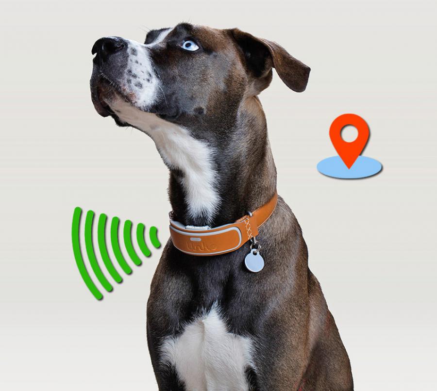 dog tracking collar