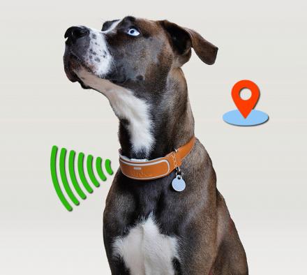 Link akc smart dog collar shop with gps tracker & activity monitor