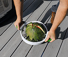 This Watermelon Slicer Cuts Up An Entire Melon In Seconds