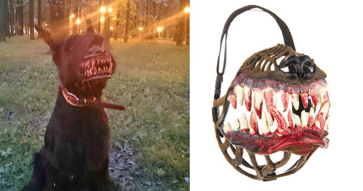 Coolest Halloween Costume For Your Dog 