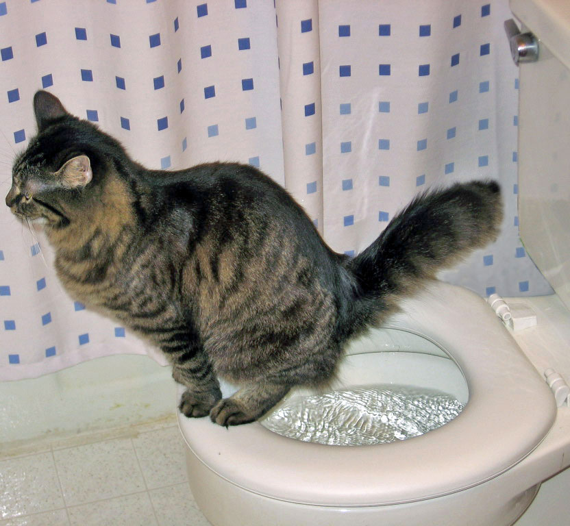 Don't flush cat feces down the toilet