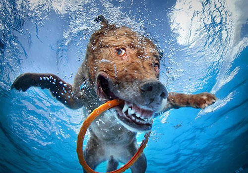 Underwater Dogs: Seth Casteel: 9780755364114: : Books