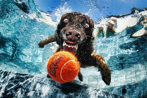 Underwater Dogs Book 9