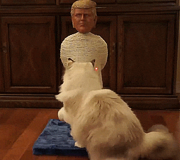 Donald Trump Cat Scratcher Post