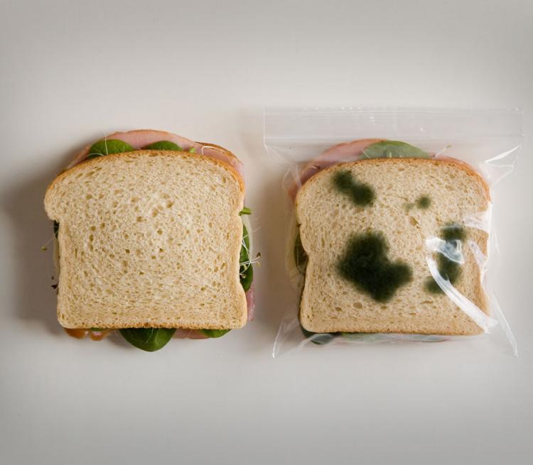 Anti-Theft Moldy Lunch Bags