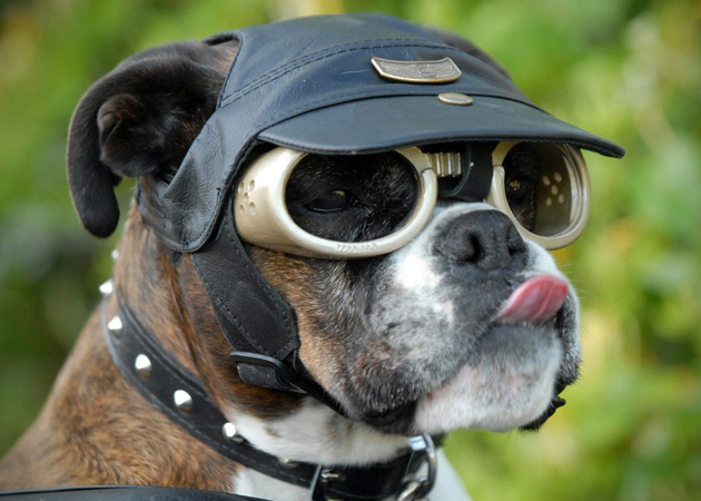 Doggles - Dog Sunglasses