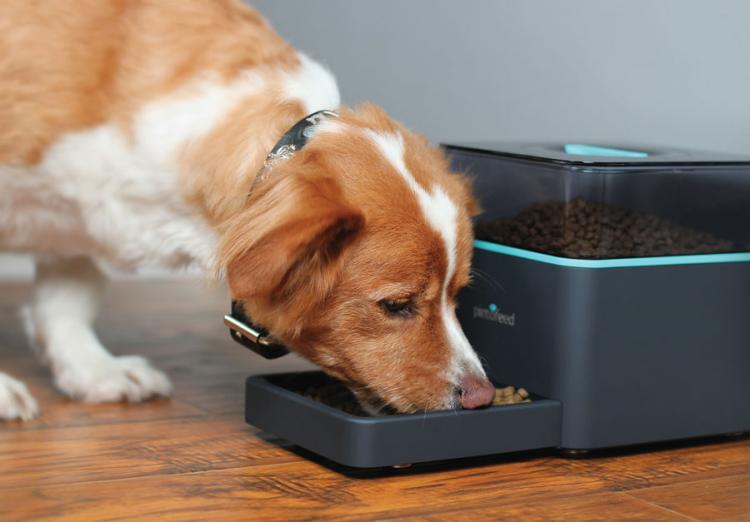 Smart Dog Feeder Allows You To Feed Your Pet From Your Smart Phone