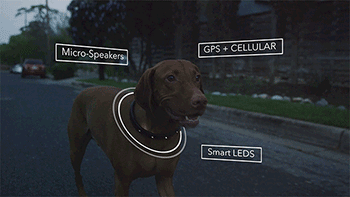 Smart Dog Collar With Built In GPS That Helps Train Your Dog