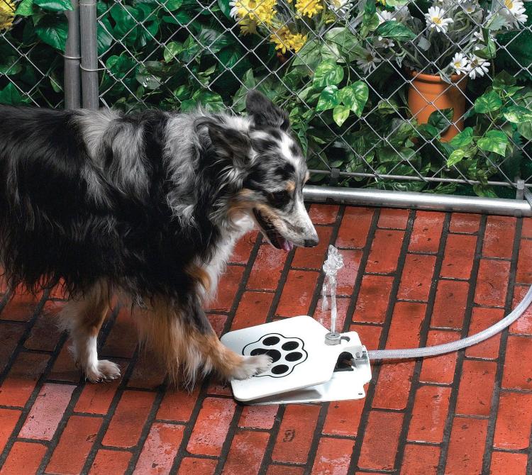 Dog Push Pedal Water Fountain
