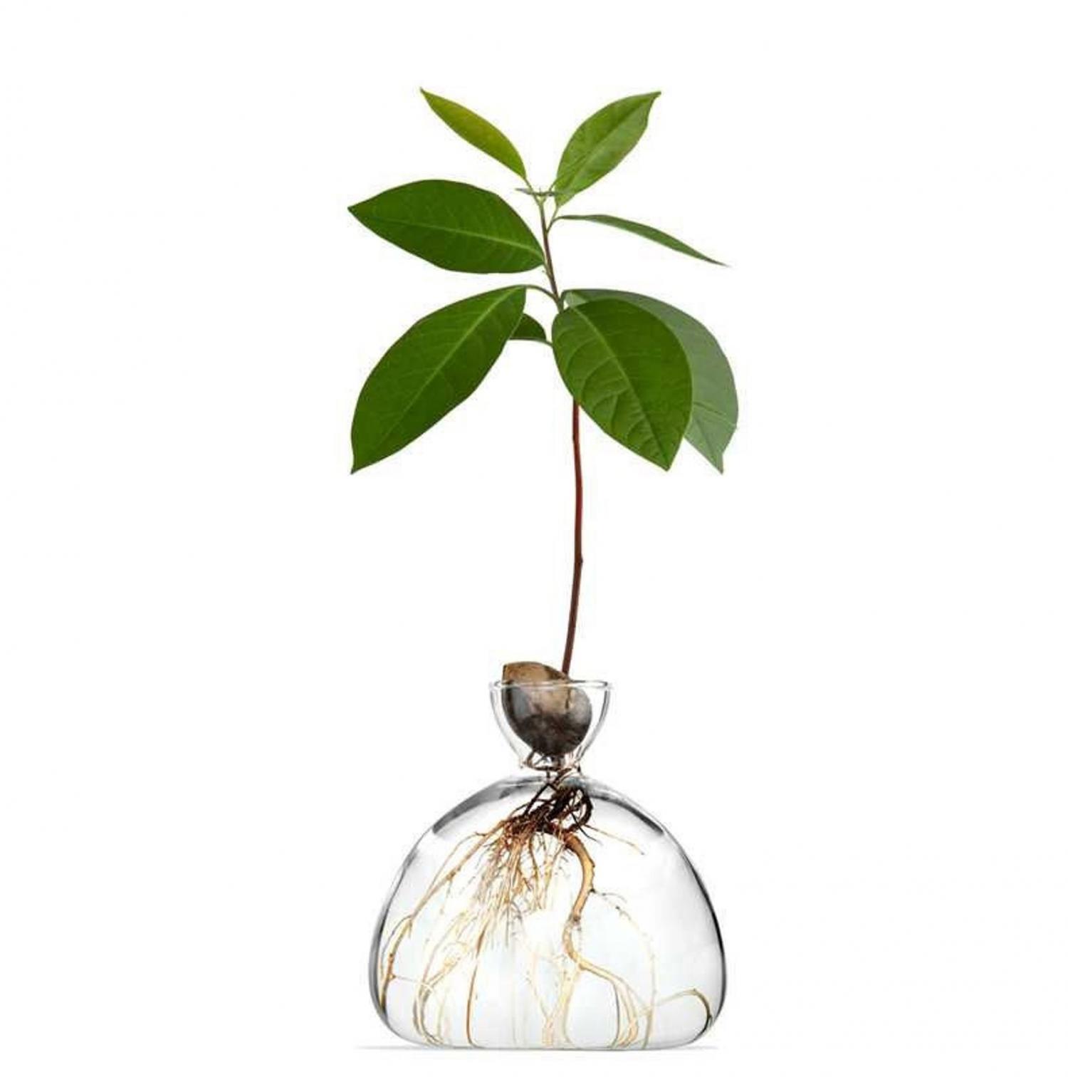 Acorn Growing Vase