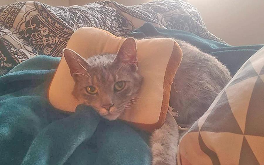 Adorable Slice Of Bread Toast Cat Cone