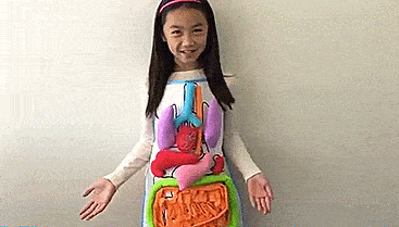 Anatomy Kids Apron Educates Children On Body Organs - Body organ teaching velco apron