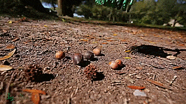 Stab-a-nut nut picker upper tool - Pronged tool helps pick up nuts, acorns, pine-cones, sweet gum balls