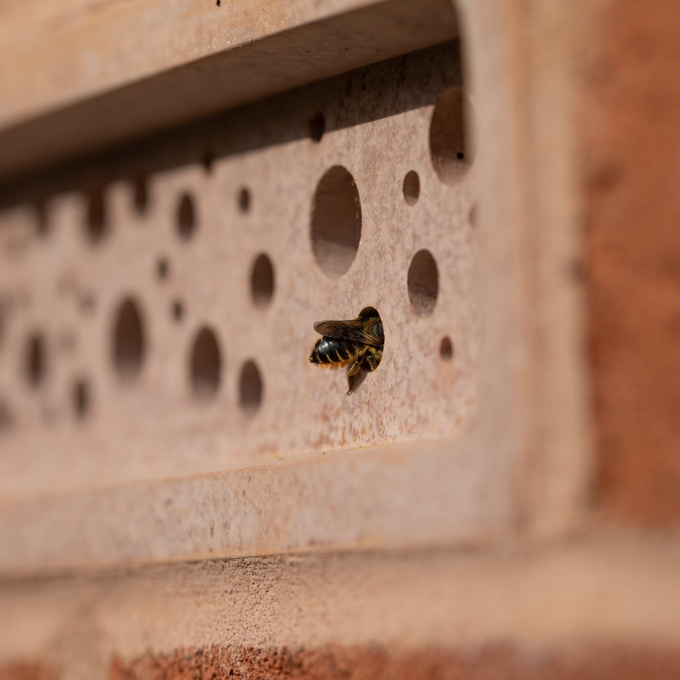 Bee bricks home for bees to live safely
