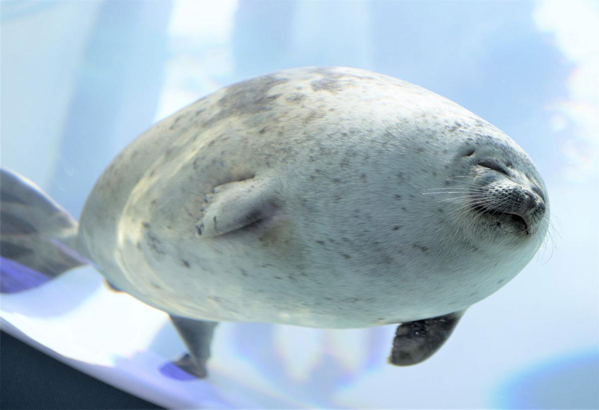 seal teddy pillow