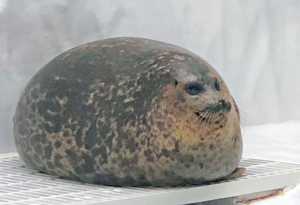 chonky seal toy