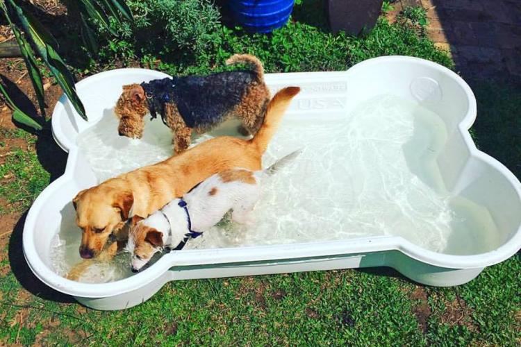 one dog one bone bone shaped pool