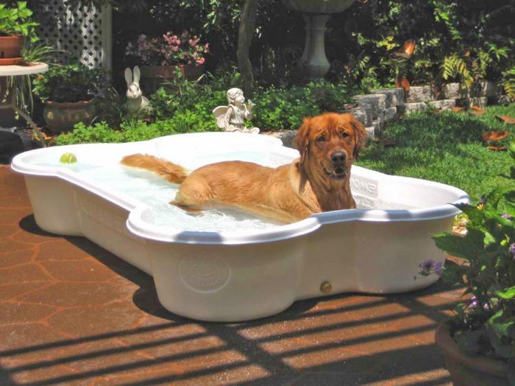 One Dog One Bone - Dog Bone Shaped Dog Pool
