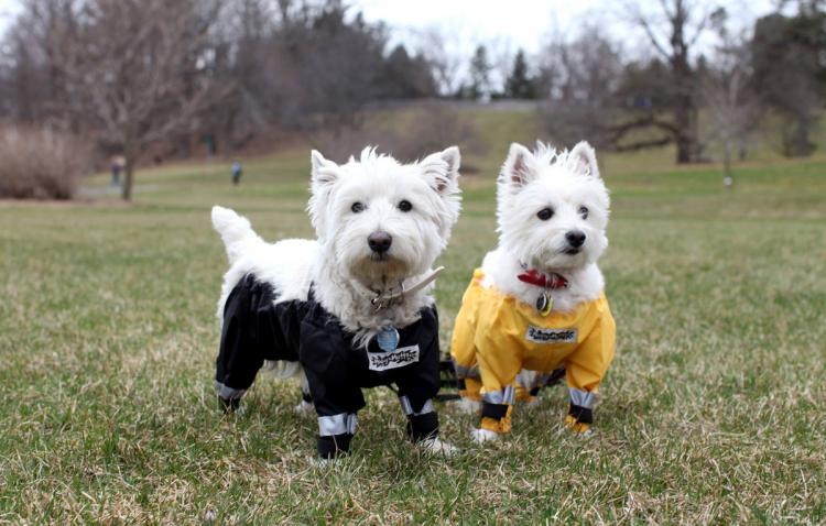 Bottom Half Dog Pants - Dog Raincoat