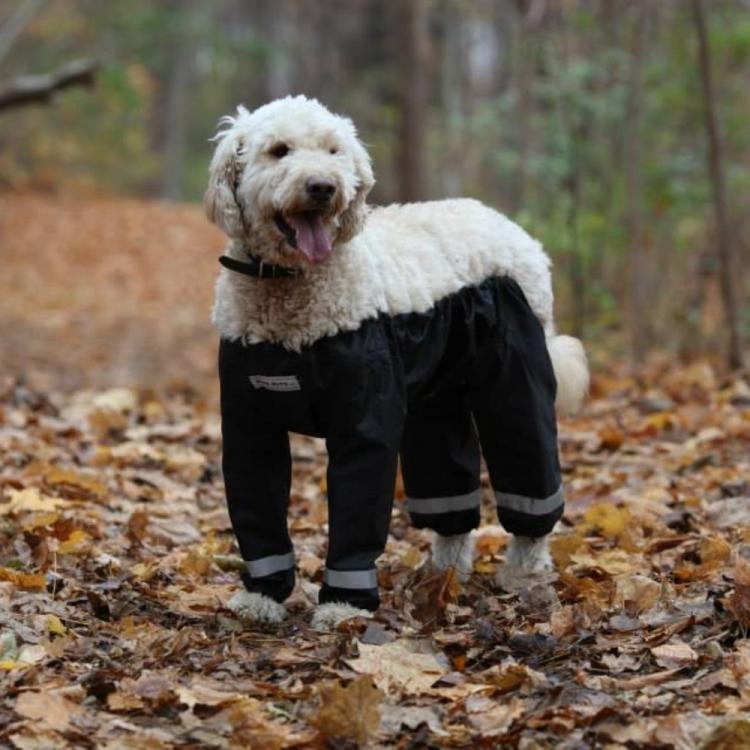 Bottom Half Dog Pants Keeps Your Dog From Getting Dirty