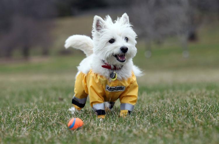 Bottom Half Dog Pants Keeps Your Dog From Getting Dirty