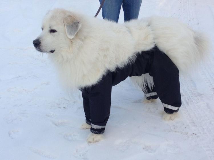 Dog sales snow pants