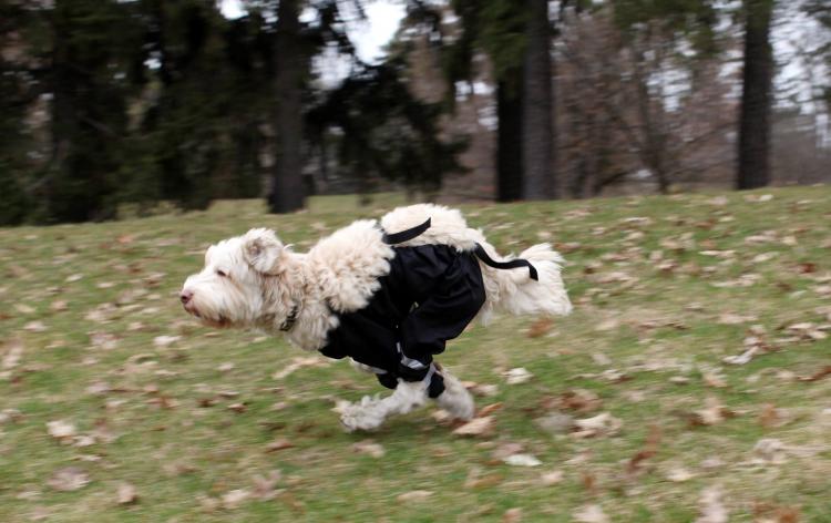 Bottom half outlet dog pants