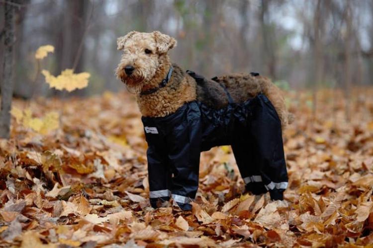 Bottom Half Dog Pants Keeps Your Dog From Getting Dirty